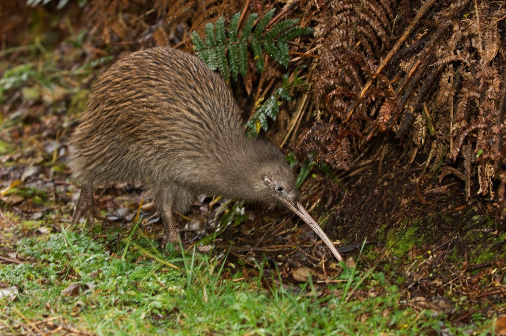 Qual animal tem o olfato mais desenvolvido