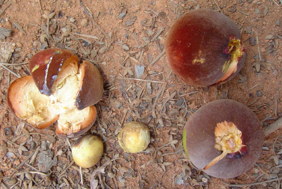 Aboirana, um fruto tropical