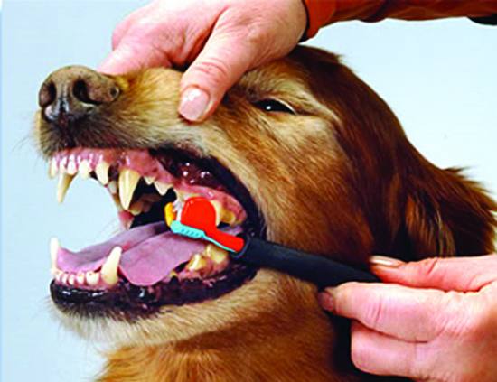 tratamento de mau halito canino