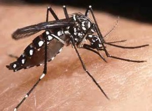 Mosquito da dengue