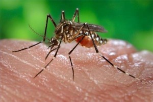 Mosquito da dengue
