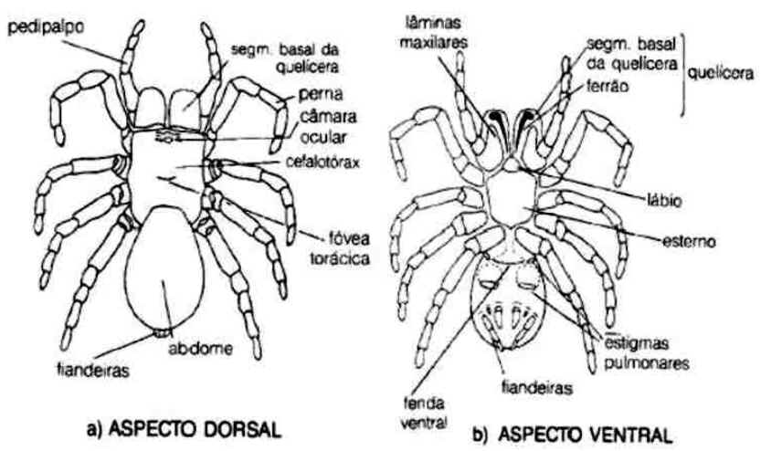 aranha