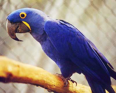 Arara azul pequena