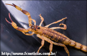 Escorpião amarelo em apartamento