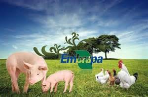 Compostagem de porcos, frangos e galinhas pela Embrapa. (Foto: Reprodução)