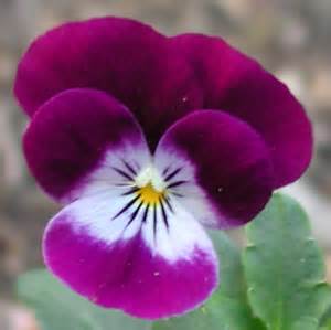 FLOR AMOR