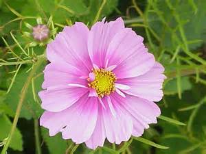 FLOR COSMOS
