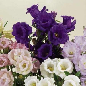 FLOR Campanula Sortida