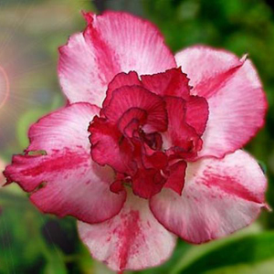 FLOR ROSA DO DESERTO