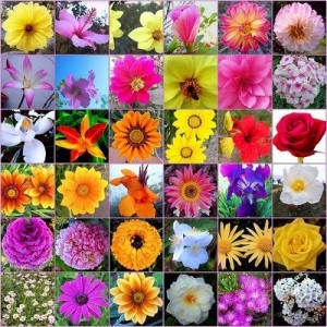 Variedade de flores