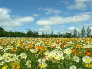 FLORES