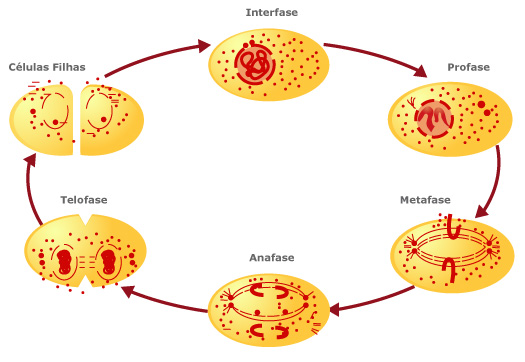Mitose ciclo da divisão celular. 