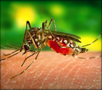 Vacina contra a dengue