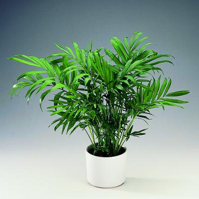 Palmeira