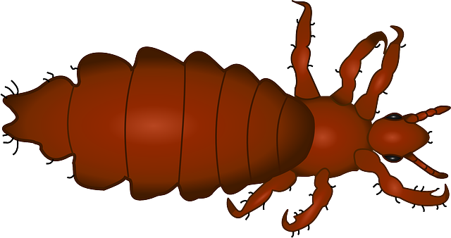Piolho