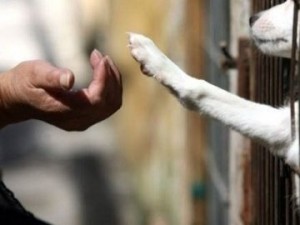 Proteção dos animais