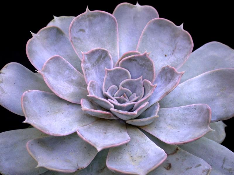 Rosa de Pedra
