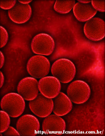 Hematologia e hemoterapia