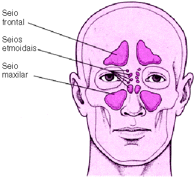 Seios faciais
