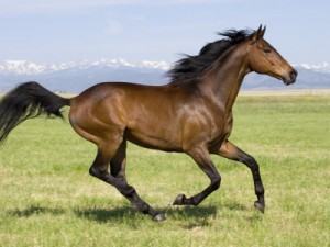Thoroughbred