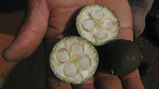 Fruto de Aboirana