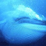 baleia azul