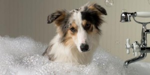 Banho canino