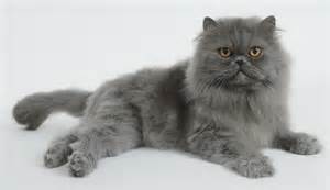 Gato persa