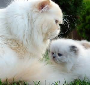 gatos persa