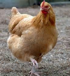 H7N9
