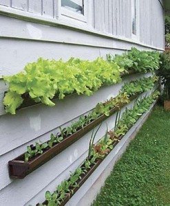 horta planejada