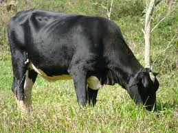 novilha girolando