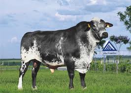 Vaca