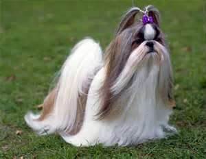shih tzu fêmea